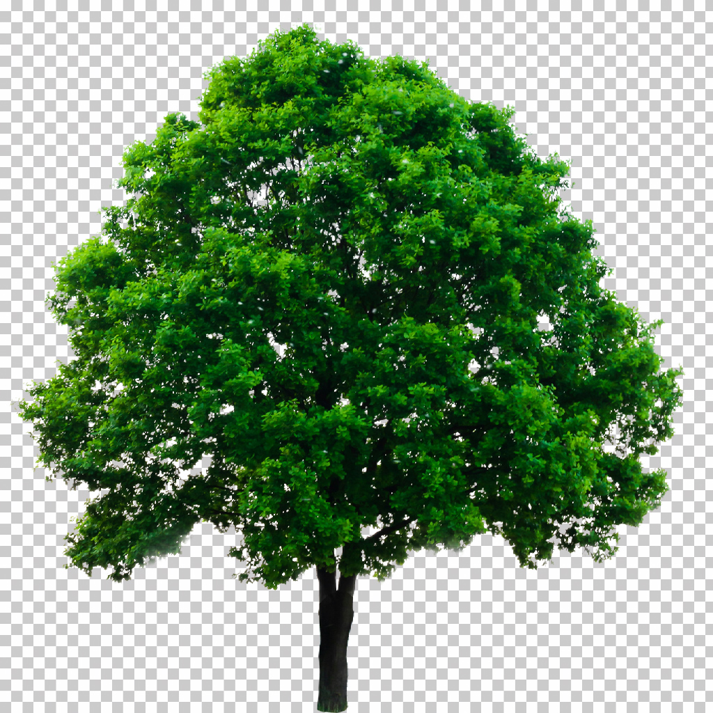 The same tree isolated from the background as a sprite.