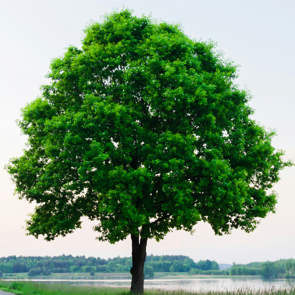 Source photo of a tree beside a lake, before isolation.